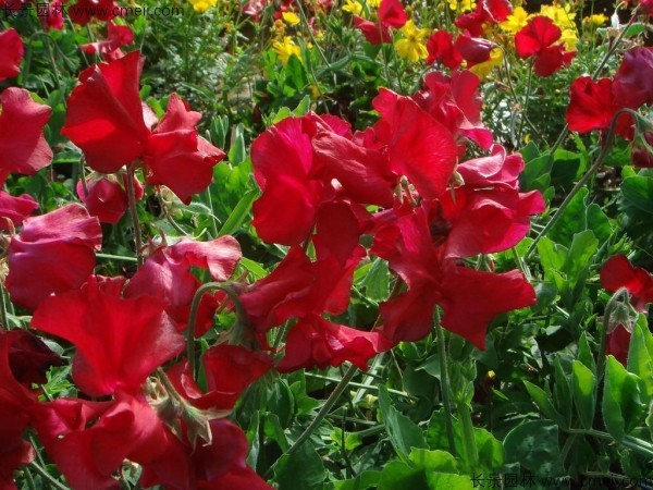 香豌豆種子發(fā)芽出苗開(kāi)花圖片