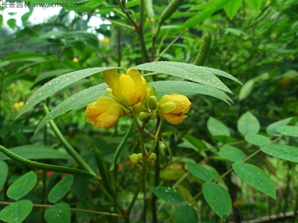 望江南種子發(fā)芽出苗圖片