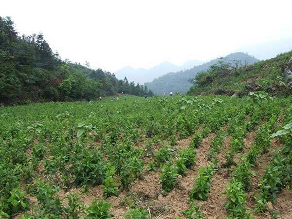 天麻種子發(fā)芽出苗圖片