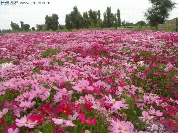 格?；ǚN子發(fā)芽出苗開花圖片