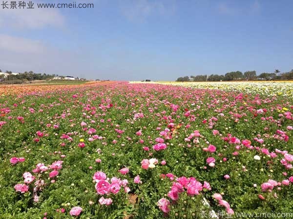 花毛莨開花圖片