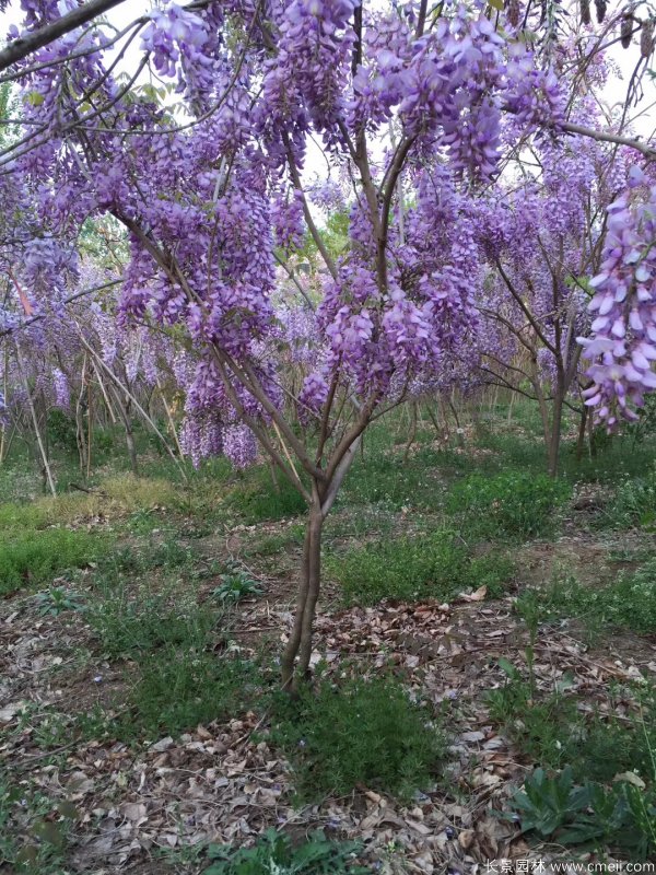 豐花型紫藤樹(shù)苗基地 豐花型紫藤樹(shù)苗基地