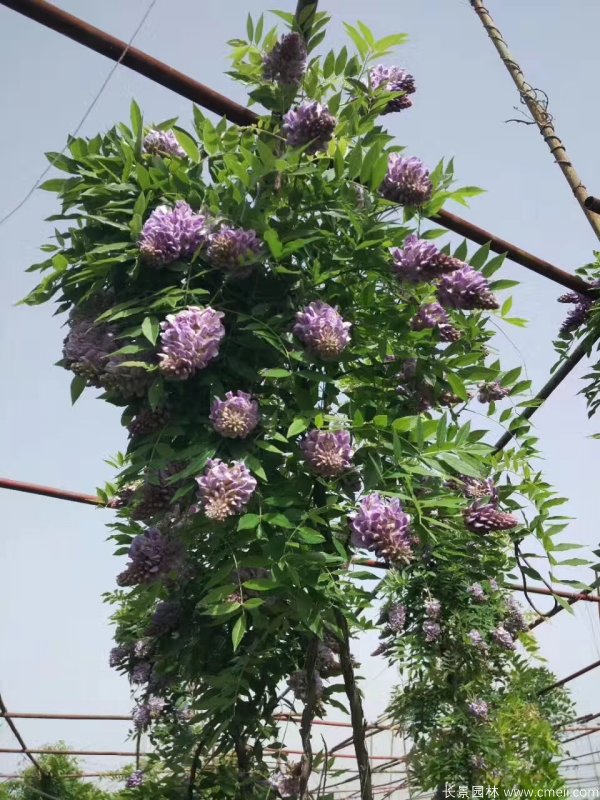 豐花型紫藤樹(shù) 豐花型紫藤樹(shù)