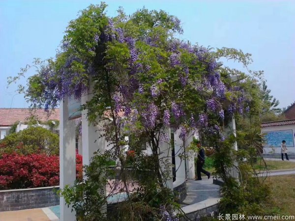紫藤長(zhǎng)廊實(shí)景圖片 紫藤長(zhǎng)廊實(shí)景圖片