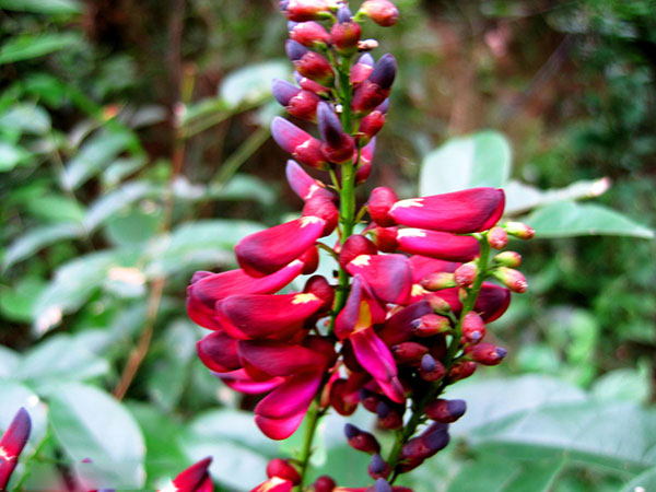 紅花紫藤樹苗開花紅色 紅花紫藤樹苗開花紅色