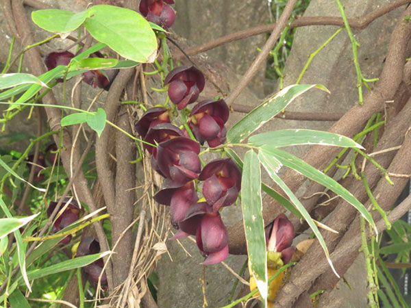紅花紫藤樹苗開花紅色 紅花紫藤樹苗開花紅色
