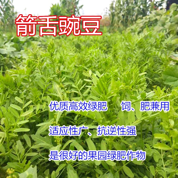 箭筈豌豆