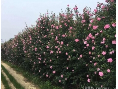 木槿樹(shù)苗、木槿花多少錢