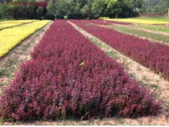 紅花紫荊_紅花紫荊樹批發(fā)_紅花紫荊價(jià)格