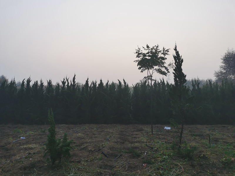 龍柏 龍柏