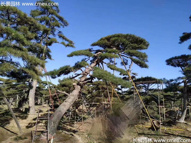 景觀樹造型黑松大型地景 景觀樹造型黑松大型地景