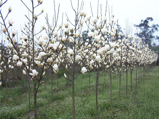 沭陽長景園林白玉蘭種植基地實(shí)拍圖片 沭陽長景園林白玉蘭種植基地實(shí)拍圖片