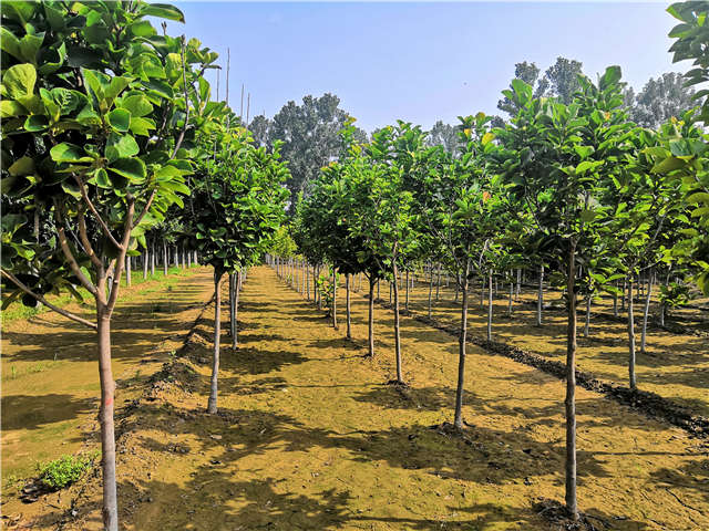 沭陽長景園林白玉蘭種植基地實(shí)拍圖片 沭陽長景園林白玉蘭種植基地實(shí)拍圖片