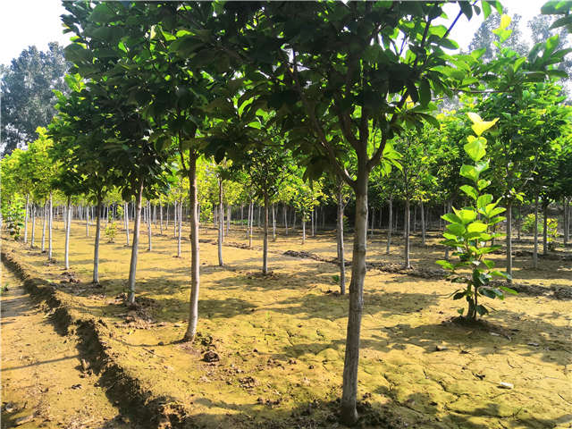 沭陽長景園林白玉蘭種植基地實(shí)拍圖片 沭陽長景園林白玉蘭種植基地實(shí)拍圖片