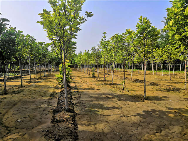沭陽長景園林白玉蘭種植基地實(shí)拍圖片 沭陽長景園林白玉蘭種植基地實(shí)拍圖片