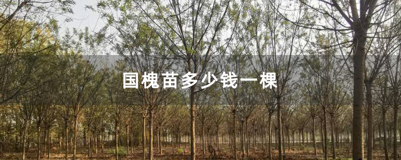 國(guó)槐苗多少錢(qián)一棵 國(guó)槐苗多少錢(qián)一棵
