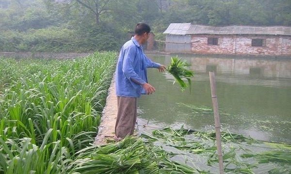 養(yǎng)魚(yú)牧草喂魚(yú)青草 養(yǎng)魚(yú)牧草喂魚(yú)青草