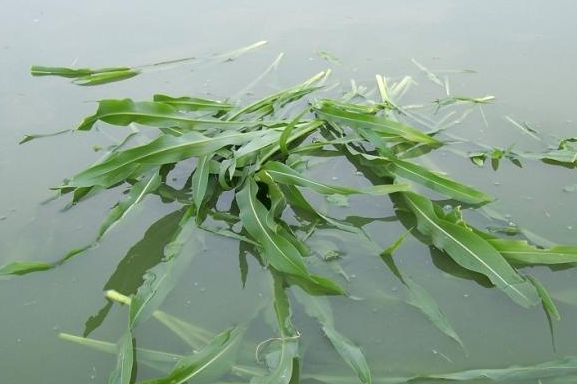 養(yǎng)魚(yú)牧草喂魚(yú)青草 養(yǎng)魚(yú)牧草喂魚(yú)青草