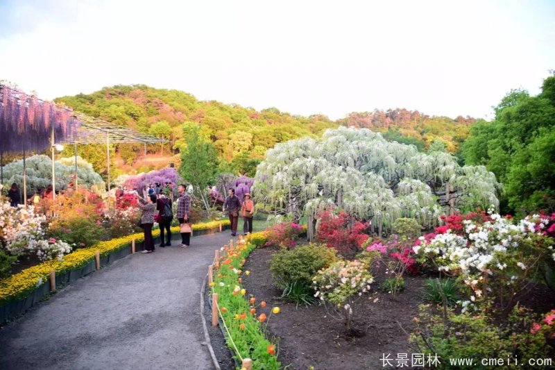 阿知紫藤粉色日系紫藤花