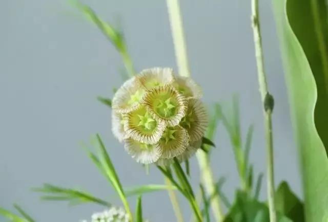 輪峰菊的形態(tài)特征、生長習(xí)性及種植方法