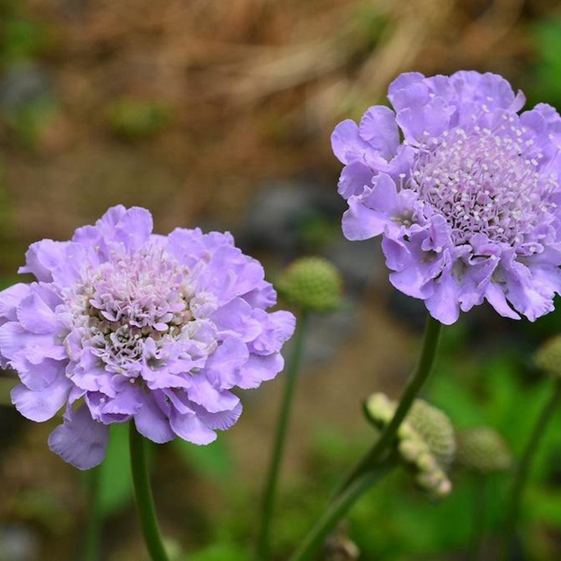 輪峰菊的形態(tài)特征、生長習(xí)性及種植方法