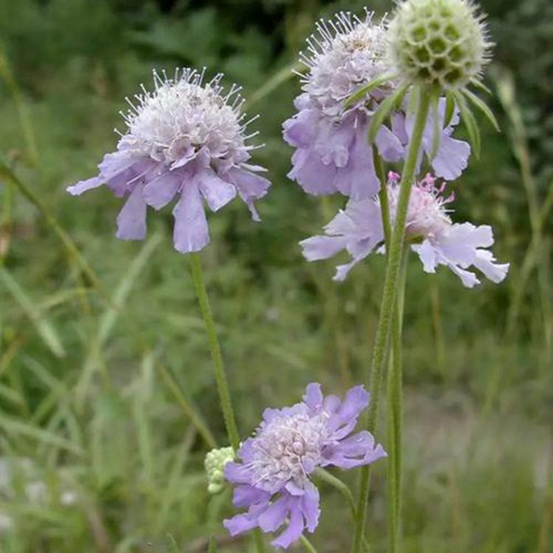 輪峰菊的形態(tài)特征、生長習(xí)性及種植方法