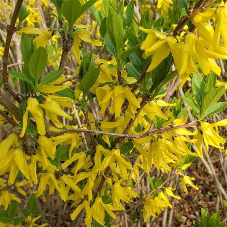 金鐘花春天開花的樣子